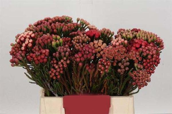Vollsortiment - Brunia laevis RED - 10 Stiele